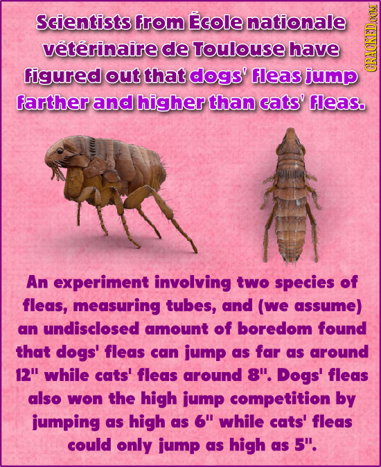 Scientists from Ecole nationale veterinaire de Toulouse have figured out that dogs' fleas jump CRAN farther and higher than cats' fleas. An experiment