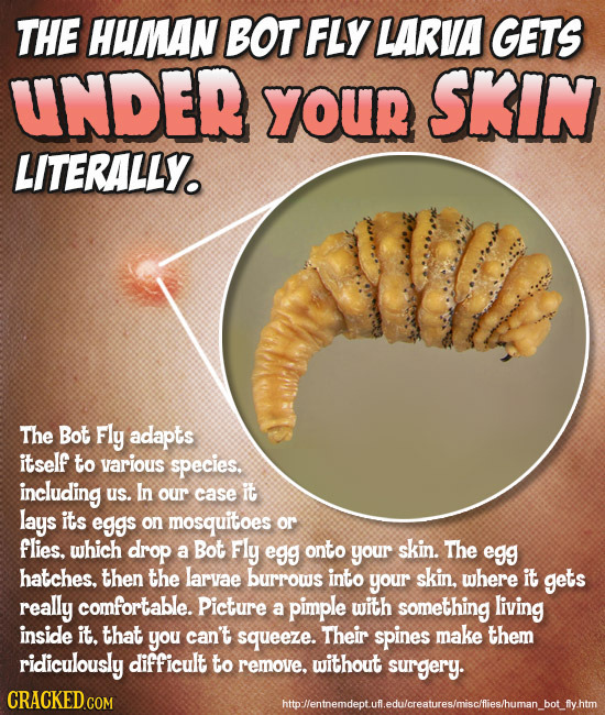THE HUMAN BOT FLY LARVA GETS UNDER YOUR SKIN LITERALLY. The Bot Fly adapts itself to various species, including us. In our case it lays its eggs on mo