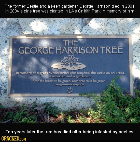 The former Beatle and a keen gardener George Harrison died in 2001. In 2004 a pine tree was planted in LA'S Griffith Park in memory of him. THE GEORGE