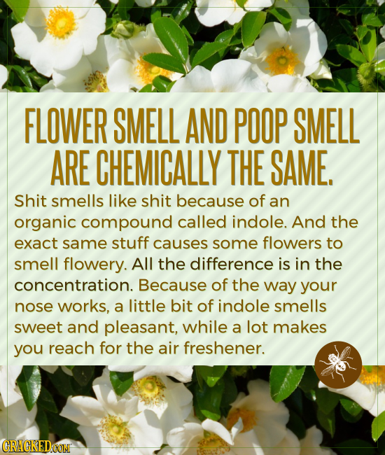 FLOWER SMELL AND POOP SMELL ARE CHEMICALLY THE SAME. Shit smells like shit because of an organic compound called indole. And the exact same stuff caus