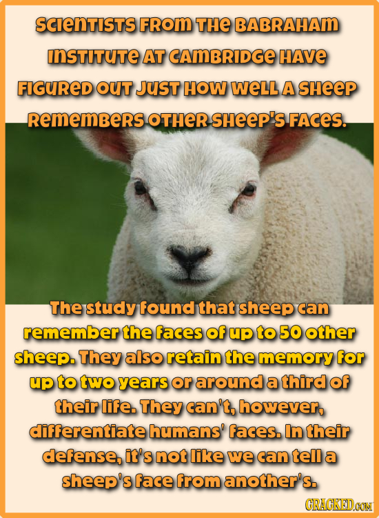 scienTISts FRom THE BABRAHAM INSTITUTE AT CAMBRIDGE HAvE FIGuReD OUt JUSt HOW WeLL A sHeep RemembersotHers sHeep's FACES. The study found that sheep c