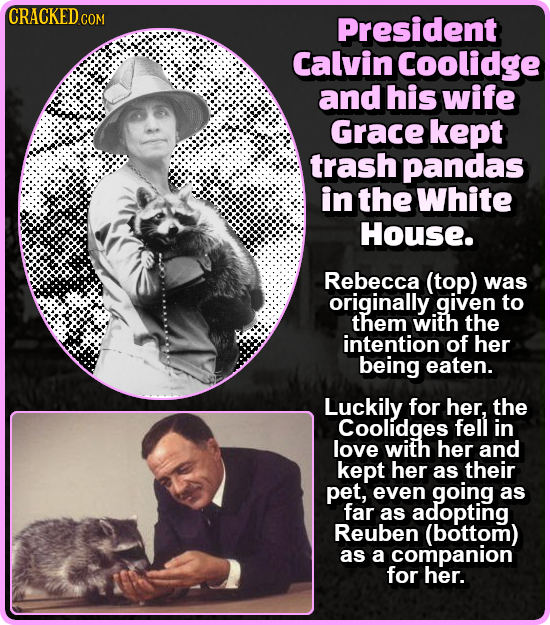 CRACKED C COM President Calvin Coolidge and his wife Grace kept trash pandas in the White House. Rebecca (top) was originally given to them with the i