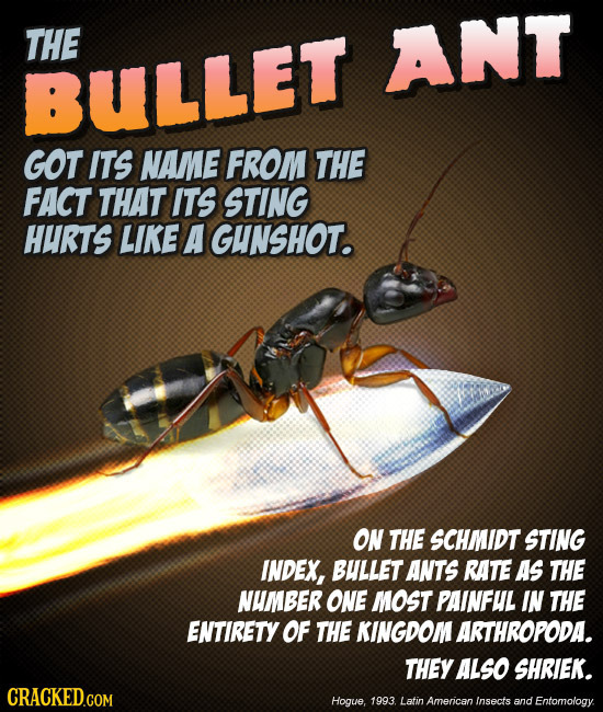 THE ANT BULLET GOT ITS NAMME FROM THE FACT THAT ITS STING HURTS LIKE A IGHNSHOT. ON THE SCHMIDT STING INDEX, BULLET ANTS RATE As THE NUMBER ONE MOST P