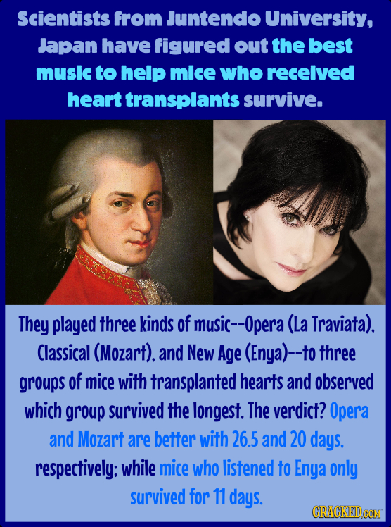 Scientists from Juntendo University, Japan have figured out the best music to help mice who received heart transplants survive. They played three kind