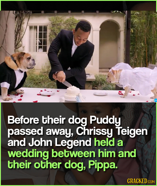 Before their dog Puddy passed away, Chrissy Teigen and John Legend held a wedding between him and their other dog, Pippa. CRACKED COM