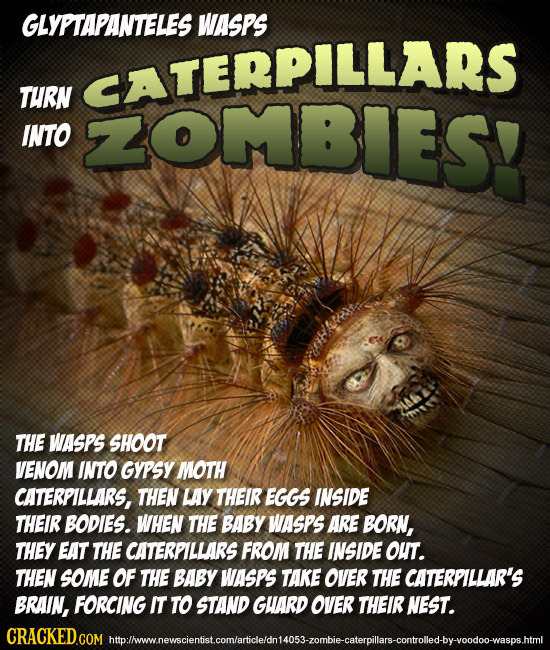 GLYPTAPANTELES WASPS CATERPILLARS THRN INTO ZOMBIES! THE WASPS SHOOT VENOM INTO GYPSY MOTH CATERPILLARS, THEN LAY THEIR EGGS INSIDE THEIR BODIES. WHEN