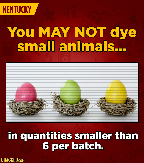 KENTUCKY You MAY NOT dye small animals... + in quantities smaller than 6 per batch. CRACKED.COM 