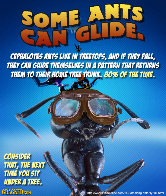 SOME ANTS CAN GLIDE CEPHALOTES ANTS LIVE IN TREETOPS, AND IF THEY FALL, THEY CAN GHIDE THEMSELVES IN A PATTERN THAT RETURNS THEM TO THEIR HOME TREE TR