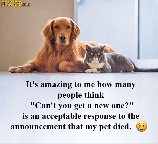 CRACKED It's amazing to me how many people think Can't you get a new one? is an acceptable response to the announcement that my pet died.