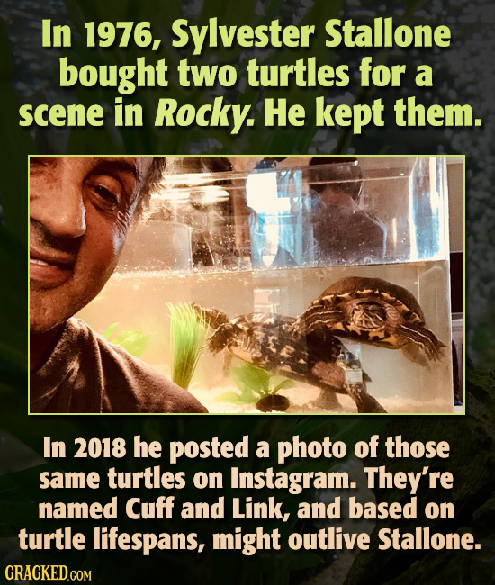 In 1976, Sylvester Stallone bought two turtles for a scene in Rocky. He kept them. In 2018 he posted a photo of those same turtles on Instagram. They'