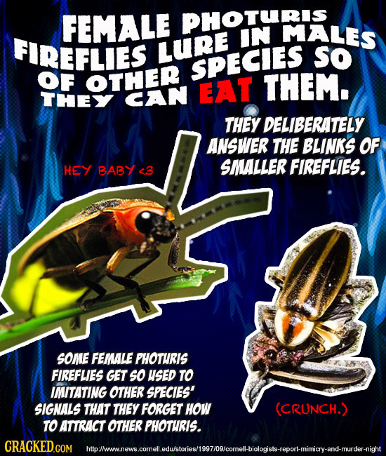 FEMALE PHOTURIS FIREFLIES IN MALES LURE SO SPECIES OF OTHER EAT THEM. THEY CAN THEY DELIBERATELY ANSWER THE BLINKS OF SMALLER FIREFLIES. HEY BABY <3 S