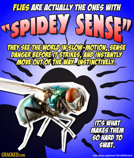 FLIES ARE ACTHALLY THE ONES WITH SPIDEY SENSE THEY SEE THE WORLD IN SLOW. -MOTION, SENSE DANGER BEFORE IT STRIKES, ANDINSTANTLY MOVE OUT OF THE WAY. I