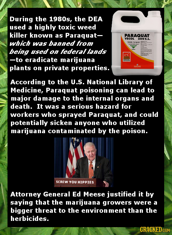 During the 1980s, the DEA used a highly toxic weed killer known as Paraquat- PARAQUAT VECOL 200 5.. which was banned from being used on federal lands