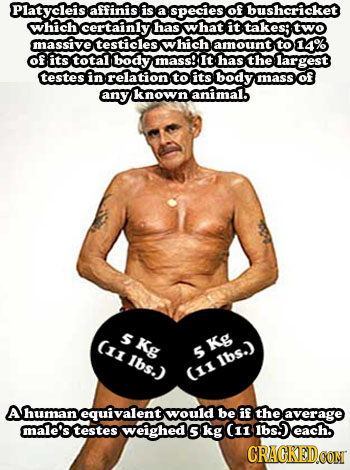 Platycleise affinis is a species of bushericket which certainly has w hat it takes; two massive testicles w hich amount to 14% of its total body mass!