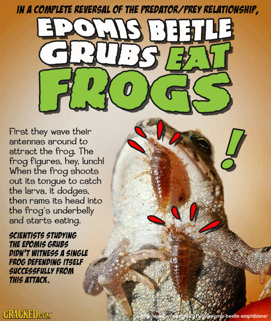 IN A COMPLETE REVERSAL OF THE PREDATOR/PREY RELATIONSHIP, EPOMIS BEETLE GRUBs EAT FROGS First they wave their antennas around to attract the frog. The