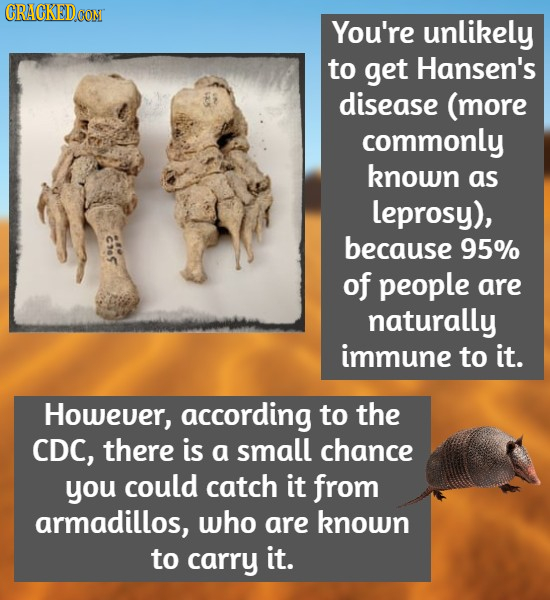 CRACKEDCON You're unlikely to get Hansen's disease (more commonly known as leprosy), because 95% of people are naturally immune to it. Howeuer, accord