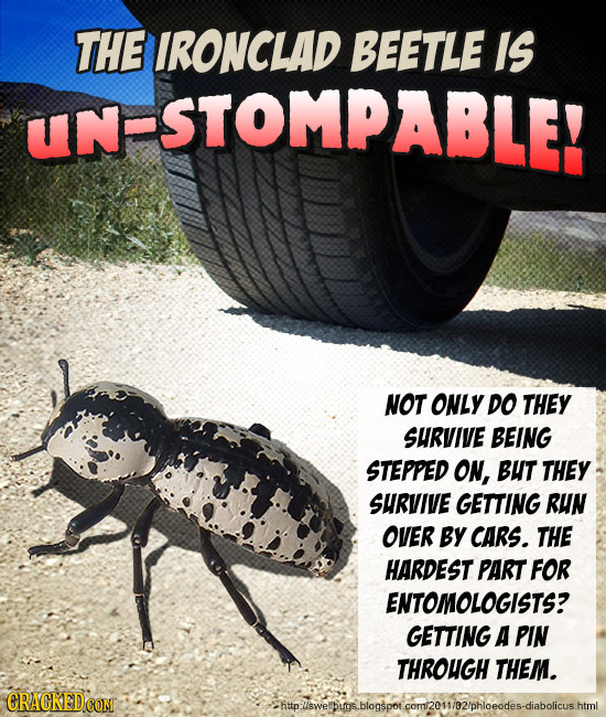 THE IRONCLAD BEETLE IS UNFSTOMPABLE! NOT ONLY DO THEY SHRVIVE BEING STEPPED ON, BUT THEY SURVIVE GETTING RUN OVER By CARS. THE HARDEST PART FOR ENTOMO