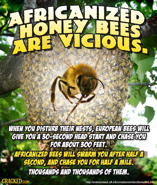 SAFEYBEES vICIOUS. ARE WHEN yOU DISTURB THEIR NESTS, EUROPEAN BEES WILL GIVE yO A O-SECOND HEAD START AND CHASE YOH FOR ABOUT 300 FEET. AFRICANIZED BE