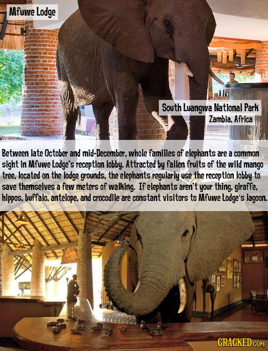 Mfuwe Lodge South Luangwa National Park Zambia. Africa Between late October and mid-December. whole families of elephants are a common sight in Mfuwe