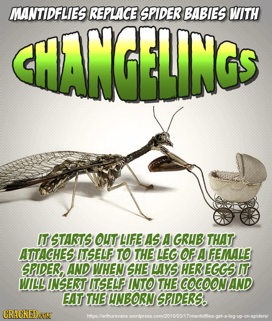 MANTIDFLIES REPLACE SPIDER BABIES WITH HANGLINGS IT STARTS OUT LIFE AS A GRUB THAT ATTACHES ITSELF TO THE LEG OF A FEMALE SPIDER, AND WHEN SHE LAYS HE