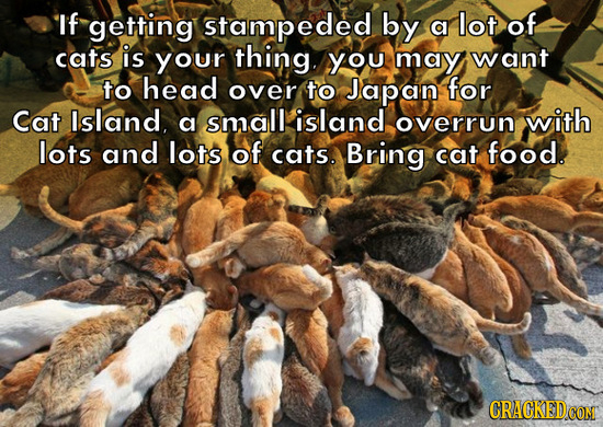 If getting stampeded by a lot of cats is your thing. you may want to head over to Japan for Cat Island, small island with a overrun lots and lots of c