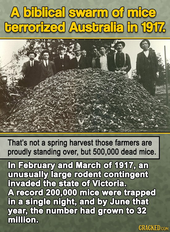 A biblical swarm of mice terrorized Australia in 1917. That's not a spring harvest those farmers are proudly standing over, but 500,000 dead mice. In 
