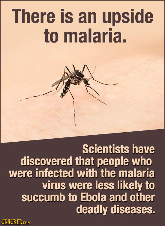 There is an upside to malaria. Scientists have discovered that people who were infected with the malaria virus were less likely to succumb to Ebola an