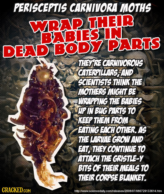 PERISCEPTIS CARNIVORA MOTHS WRAP THEIR BABIES IN DEAD BODY PARTS THEY'RE CARNIVOROUS CATERPILLARS. AND SCIENTISTS THINK THE MOTHERS MIGHT BE WRAPPING