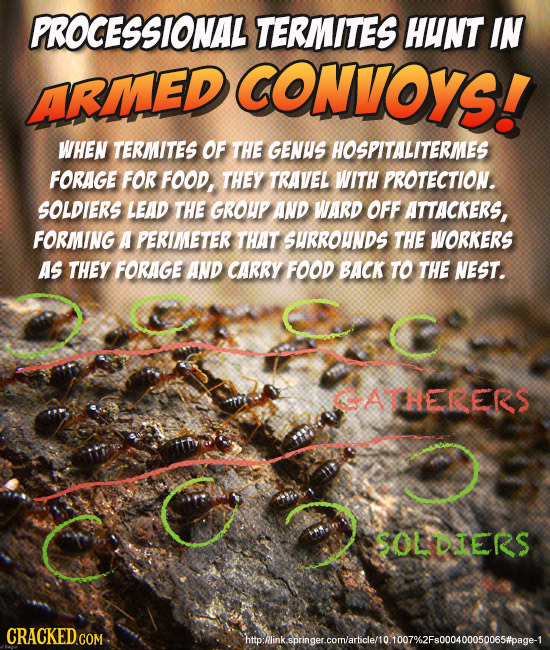 PROCESSIONAL TERMITES HUNT IN CONVOYS! ARMED WHEN TERMITES OF THE GENUS HOSPITALITERMES FORAGE FOR FOOD, THEY TRAVEL WITH PROTECTION. SOLDIERS LEAD TH