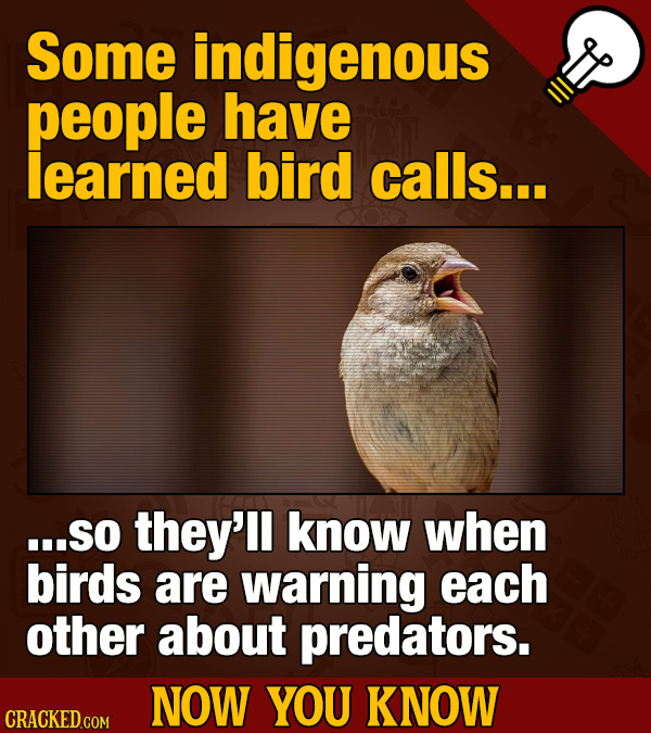 Some indigenous people have learned bird calls... ...SO they'll know when birds are warning each other about predators. NOW YOU KNOW