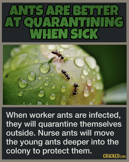 19 Animal Abilities That Will Make You Feel Inferior