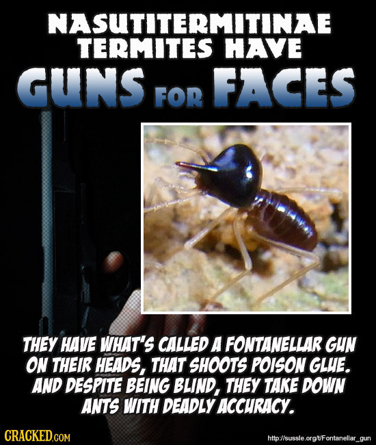 NASUTITERMITINAE TERMITES HAVE GUNS FACES FOR THEY HAVE WHAT'S CALLED A FONTANELLAR GUN ON THEIR HEADS, THAT SHOOTS POISON GLHE. AND DESPITE BEING BLI