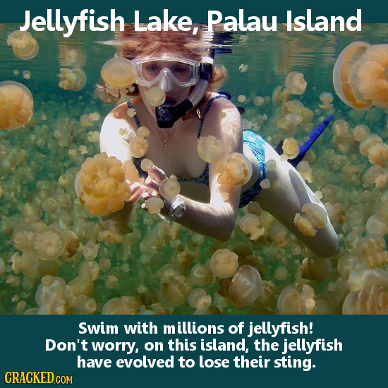 Jellyfish Lake, Palau Island Swim with millions of jellyfish! Don't worry, on this island, the jellyfish have evolved to lose their sting.