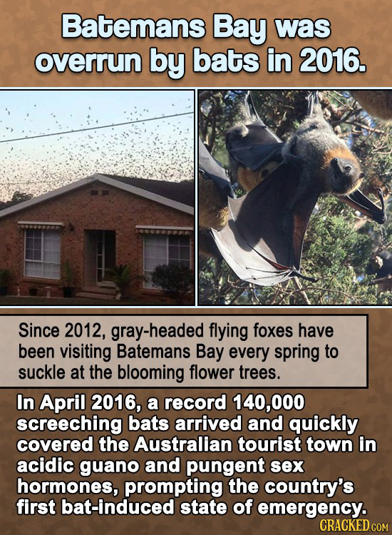 Batemans Bay was overrun by bats in 2016. Since 2012, headed flying foxes have been visiting Batemans Bay every spring to suckle at the blooming flowe