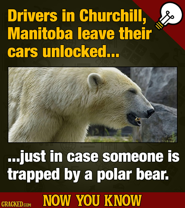 Drivers in Churchill, Manitoba leave their cars unlocked... ...just in case someone is trapped by a polar bear. NOW YOU KNOW