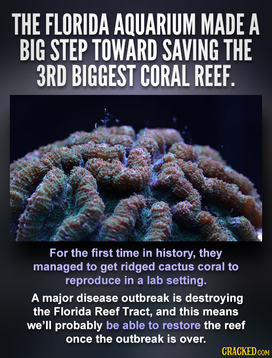THE FLORIDA AQUARIUM MADE A BIG STEP TOWARD SAVING THE 3RD BIGGEST CORAL REEF. For the first time in history, they managed to get ridged cactus coral