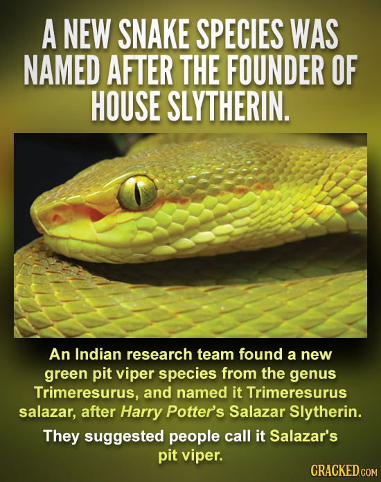 A NEW SNAKE SPECIES WAS NAMED AFTER THE FOUNDER OF HOUSE SLYTHERIN. An Indian research team found a new green pit viper species from the genus Trimere