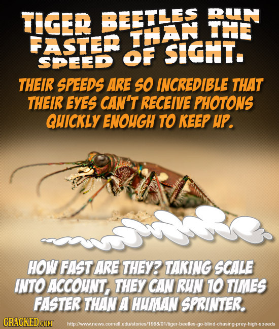 TIGER BEETLES PUN TH FASTEP TAN OF SIGNT. SDEED THEIR SPEEDS ARE SO INCREDIBLE THAT THEIR EYES CAN'T RECEIVE PHOTONS QUICKLY ENOUGH TO KEEP UP. HOW FA