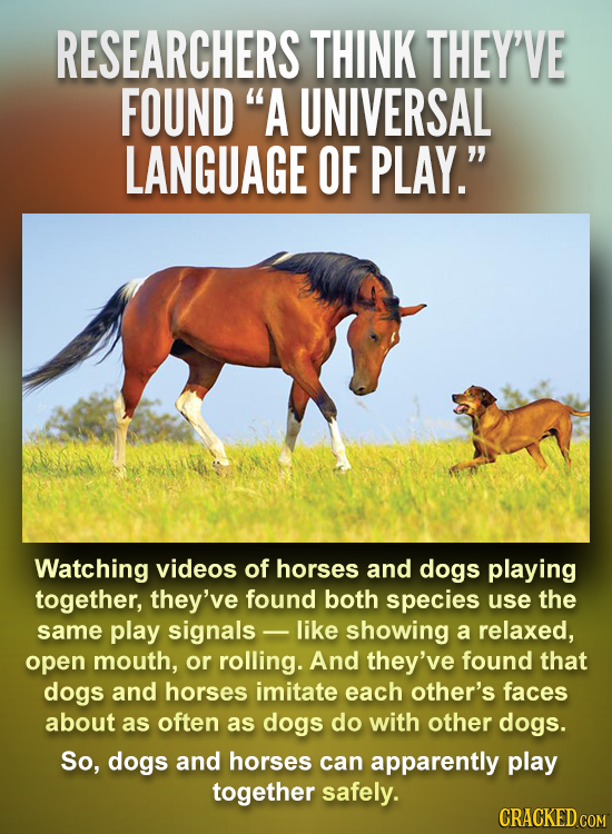 RESEARCHERS THINK THEY'VE FOUND A UNIVERSAL LANGUAGE OF PLAY. Watching videos of horses and dogs playing together, they've found both species use th