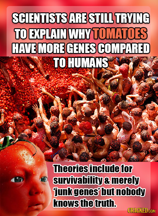 SCIENTISTS ARE STILLTRYING TO EXPLAIN WHY TOMATOES HAVE MORE GENES COMPARED TO HUMANS Theories include for survivability & merely junk genes' but nobo