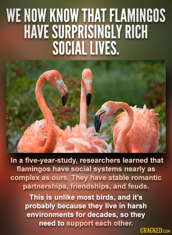 WE NOW KNOW THAT FLAMINGOS HAVE SURPRISINGLY RICH SOCIAL LIVES. In a five-year-study, researchers learned that flamingos have social systems nearly as