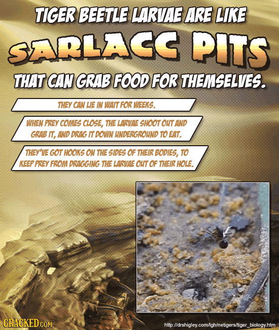 23 Horrifying Real Insects That Put Science Fiction to Shame