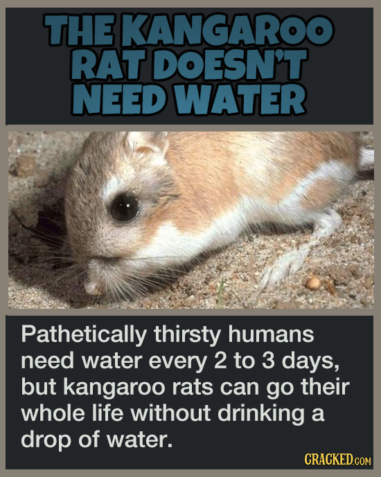 19 Animal Abilities That Will Make You Feel Inferior