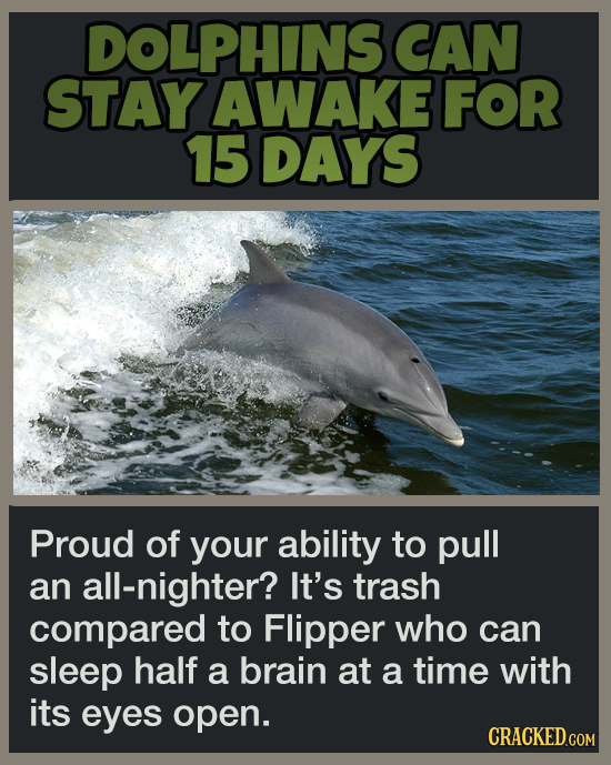 19 Animal Abilities That Will Make You Feel Inferior