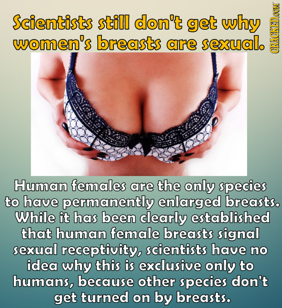 Scientists still don't get why women's breasts are sexual. CRAGH Human females are the only species to have permanently enlarged breasts. While it has