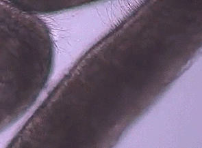 37 Everyday Things That Look Insane in Slow Motion