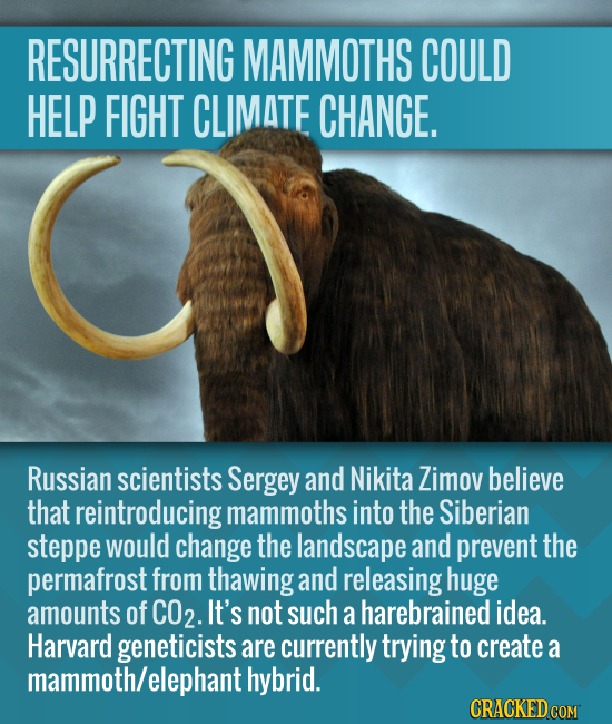 RESURRECTING MAMMOTHS COULD HELP FIGHT CLIMATE CHANGE. Russian scientists Sergey and Nikita Zimov believe that reintroducing mammoths into the Siberia