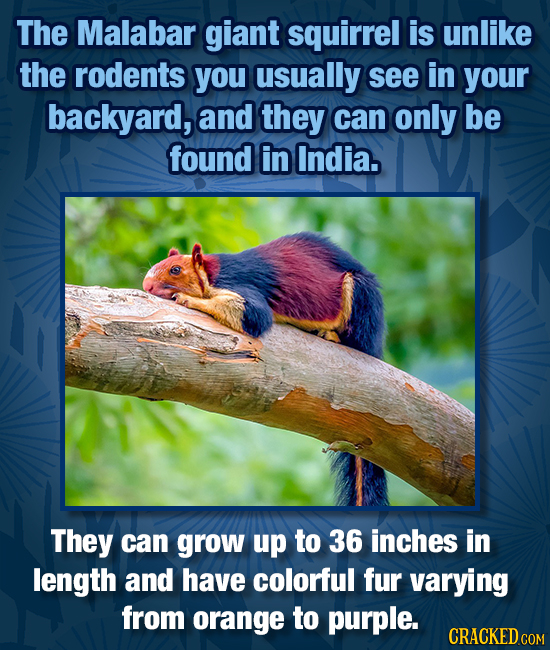 The Malabar giant squirrel is unlike the rodents you usually see in your backyard, and they can only be found in India. They can grow up to 36 inches 