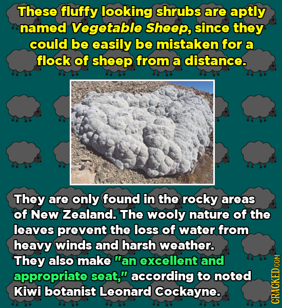 These fluffy looking shrubs are aptly named Vegetable Sheep, since they could be easily be mistaken for a flock of sheep from a distance. They are onl