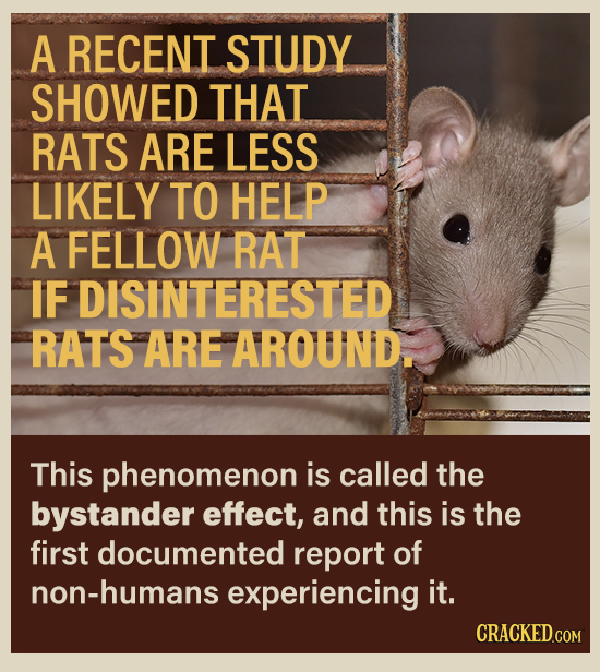 A RECENT STUDY SHOWED THAT RATS ARE LESS LIKELY TO HELP A FELLOW RAT IF DISINTERESTED RATS ARE AROUND. This phenomenon is called the bystander effect,